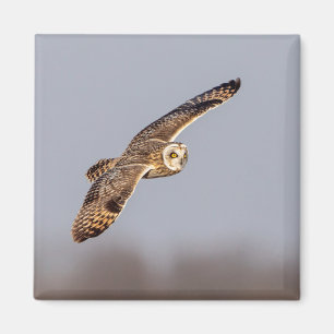 Short-eared owl at the Shawangunk Grasslands Magnet