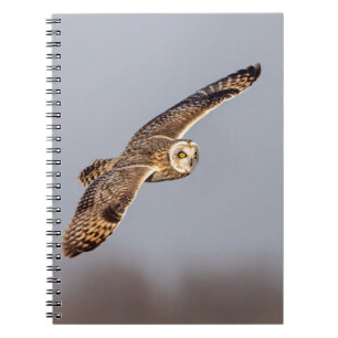 Short-eared owl at the Shawangunk Grasslands Notebook