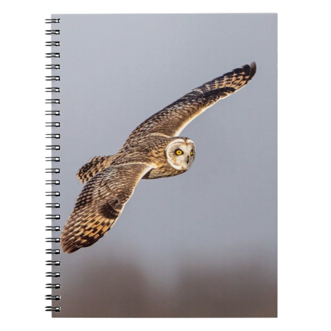 Short-eared owl at the Shawangunk Grasslands Notebook (Front)