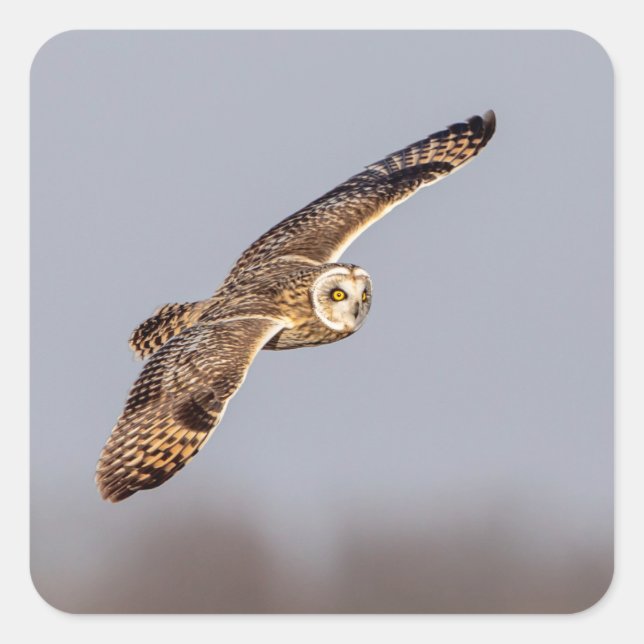 Short-eared owl at the Shawangunk Grasslands Square Sticker (Front)