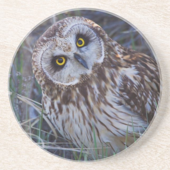 Short-eared Owl Coaster (Front)