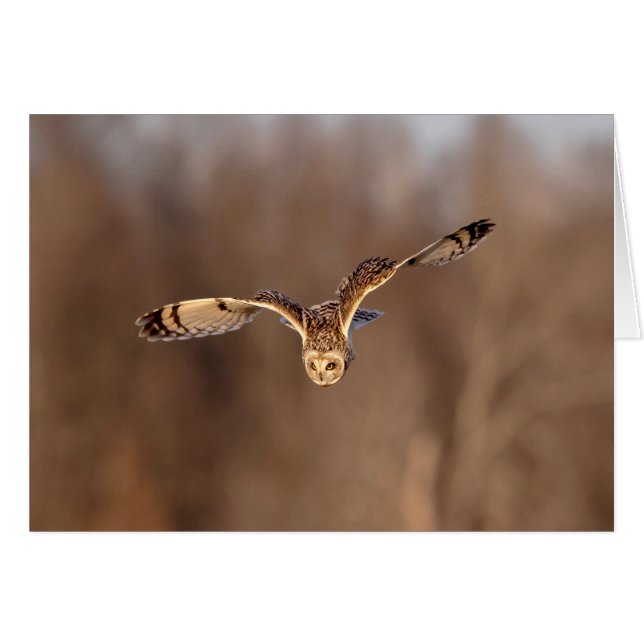 Short-eared owl diving towards the ground (Front Horizontal)