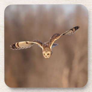 Short-eared owl diving towards the ground coaster