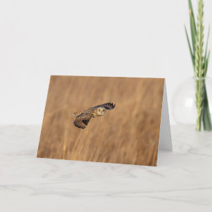 Short-eared owl in flight at the grasslands card