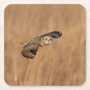 Short-eared owl in flight at the grasslands square paper coaster