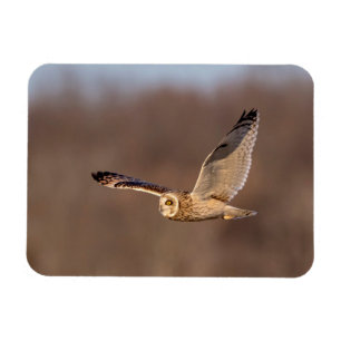 Short-eared owl in flight magnet