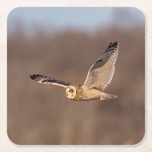 Short-eared owl in flight square paper coaster (Front)