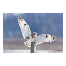Short-Eared Owl Landing