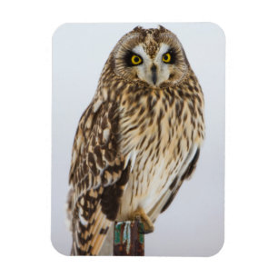Short-eared Owl on fence post Magnet