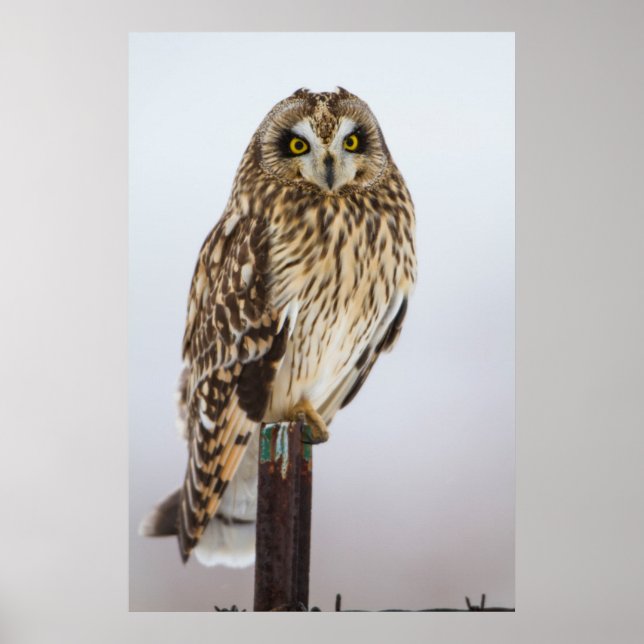 Short-eared Owl on fence post Poster (Front)