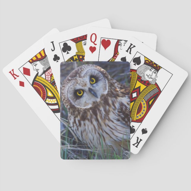 Short-eared Owl Playing Cards (Back)