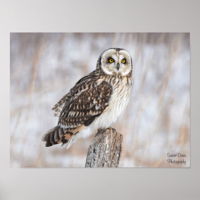 Short-Eared Owl Poster (Front)