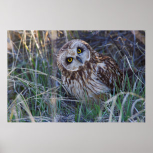 Short-eared Owl Poster
