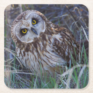 Short-eared Owl Square Paper Coaster