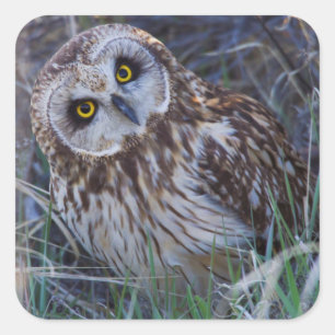 Short-eared Owl Square Sticker