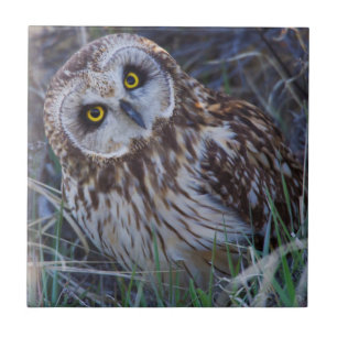 Short-eared Owl Tile
