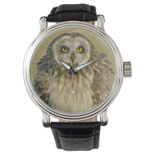 Short-eared Owl Watch