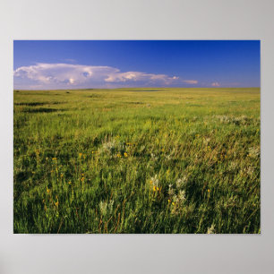 Short Grass Prairie in remote northeastern Poster