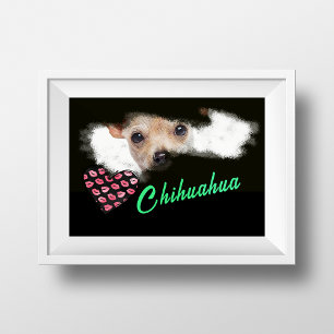 Short-Haired Chihuahua Eyes Solid Colour Poster
