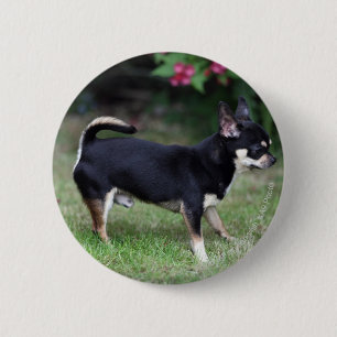 Short Haired Chihuahua Standing 6 Cm Round Badge