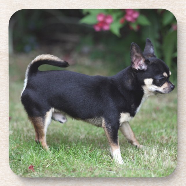 Short Haired Chihuahua Standing Coaster (Front)