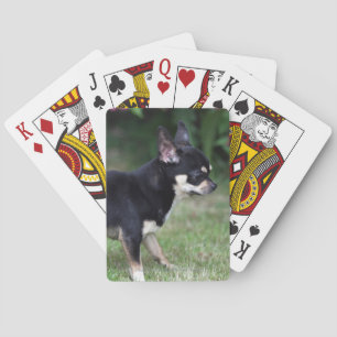 Short Haired Chihuahua Standing Playing Cards