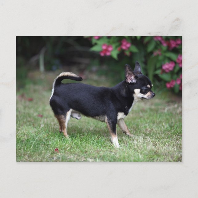 Short Haired Chihuahua Standing Postcard (Front)