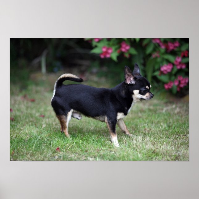 Short Haired Chihuahua Standing Poster (Front)