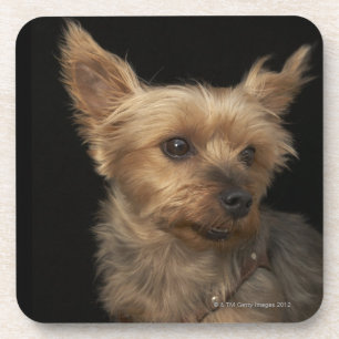 Short haired Yorkie dog looking to the right Coaster