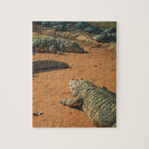 Short Nosed Crocodiles Sunbathing Near Turtles Jigsaw Puzzle