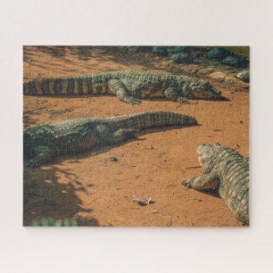 Short Nosed Crocodiles Sunbathing Near Turtles Jigsaw Puzzle