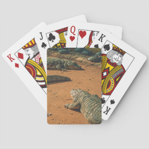 Short Nosed Crocodiles Sunbathing Near Turtles Playing Cards