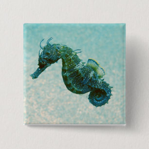 Short-Snouted Seahorse Crimea, Russia 15 Cm Square Badge