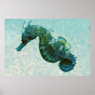 Short-Snouted Seahorse   Crimea, Russia Poster