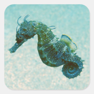 Short-Snouted Seahorse Crimea, Russia Square Sticker