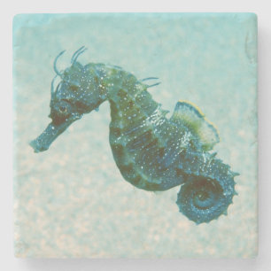 Short-Snouted Seahorse Crimea, Russia Stone Coaster