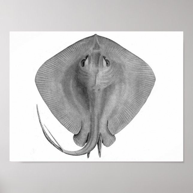 Short-tail Stingray (Dasyatis brevicaudata) Poster (Front)