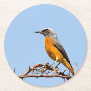 Short-Toed Rock-Thrush Round Paper Coaster