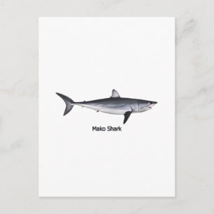 Shortfin Mako Shark Illustration Postcard