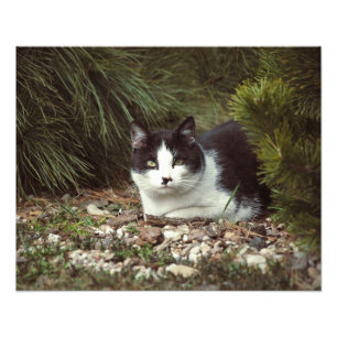 Shorthair Cat - Photo Print