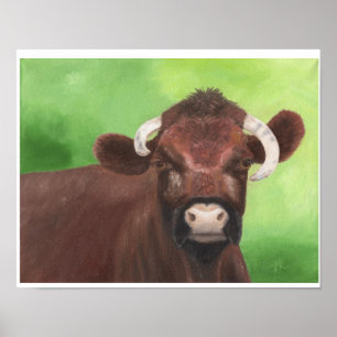Shorthorn bull print 11"x14"