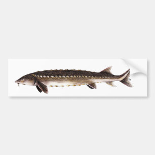 Shortnose Sturgeon - Acipenser brevirostrum Bumper Sticker