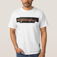Shortnose Sturgeon - Acipenser brevirostrum