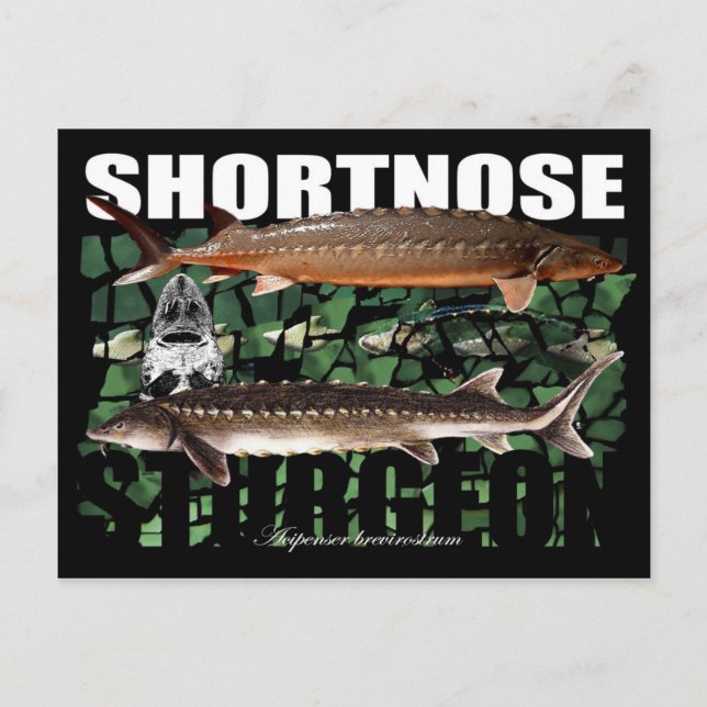 Shortnose Sturgeon PostCard (Front)
