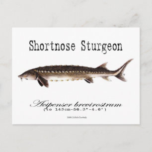 Shortnose Sturgeon-White-Postcard Postcard