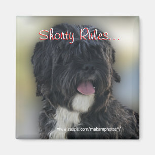 Shorty Lhasa Apso-Shih Tzu Magnet-personalise Magnet