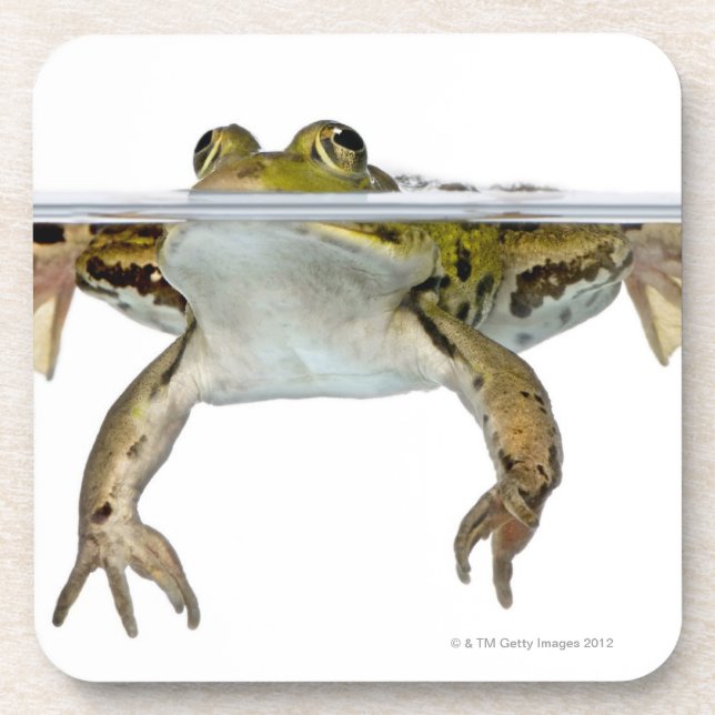 Shot of a Edible frog surfacing in front of a Coaster (Front)