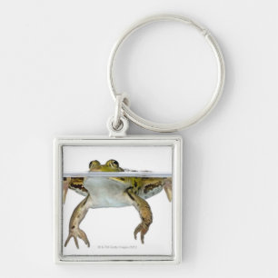 Shot of a Edible frog surfacing in front of a Key Ring