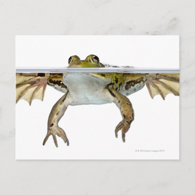 Shot of a Edible frog surfacing in front of a Postcard (Front)