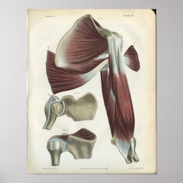 Shoulder Muscles Vintage Anatomy Print (Front)